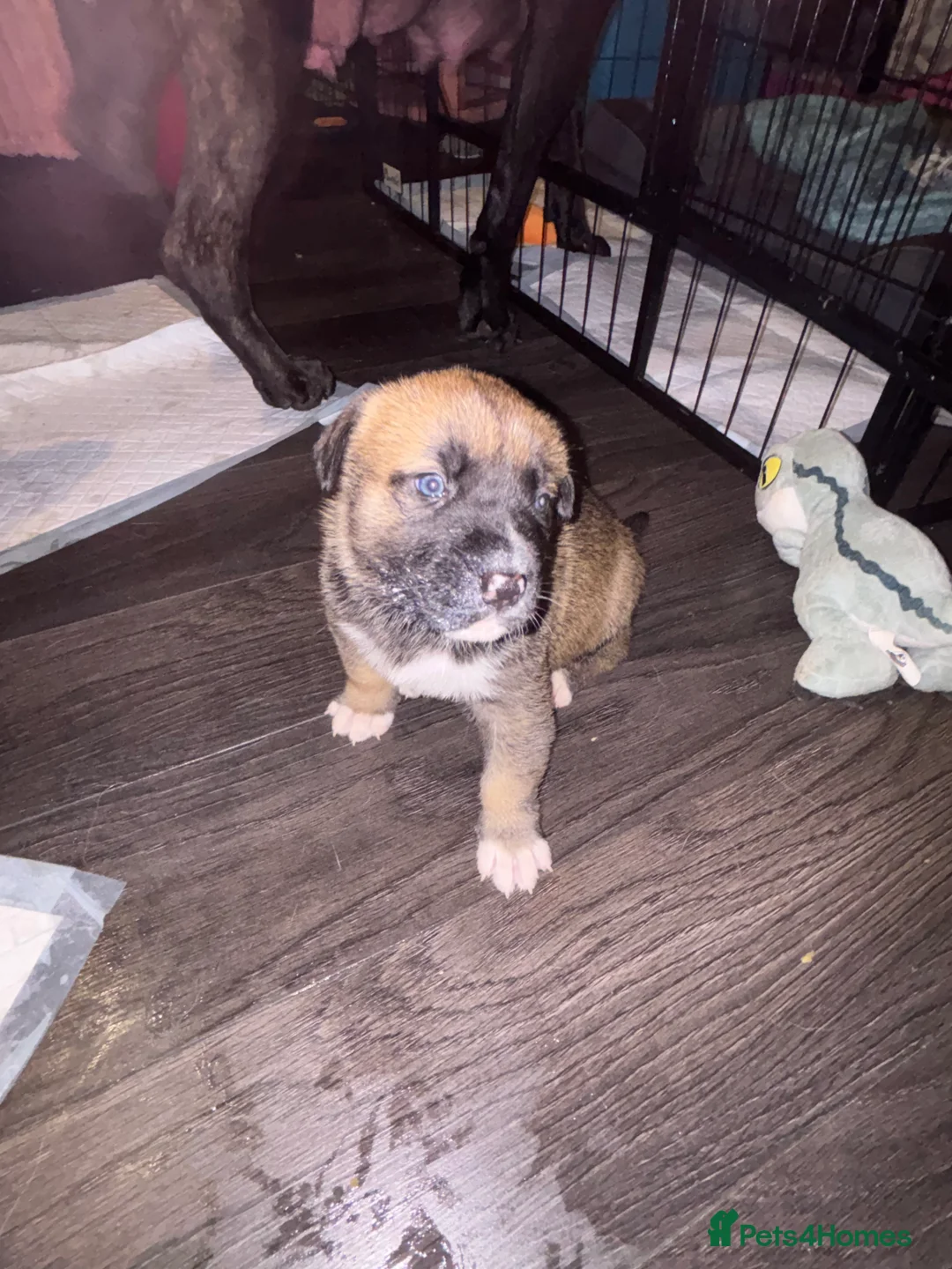 Mixed Breed dogs for sale: 10 beautiful puppies canecorso X huskyakita - Advert 19