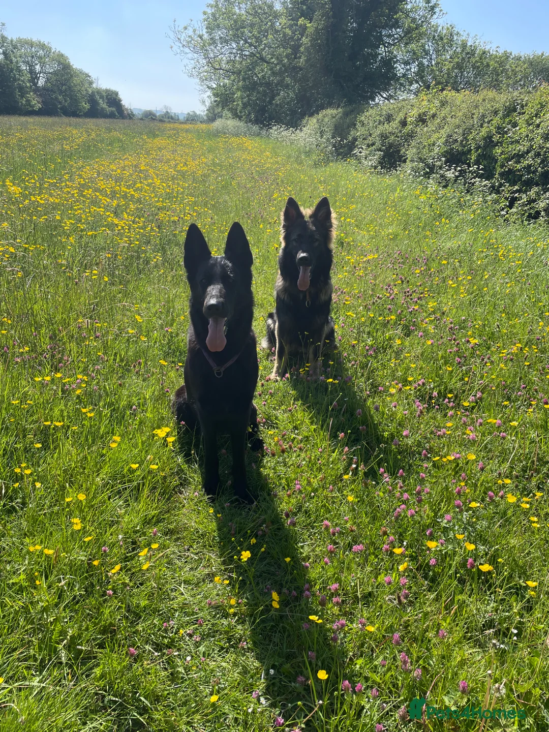 German Shepherd dogs for sale: German shepherd puppies  - Advert 8