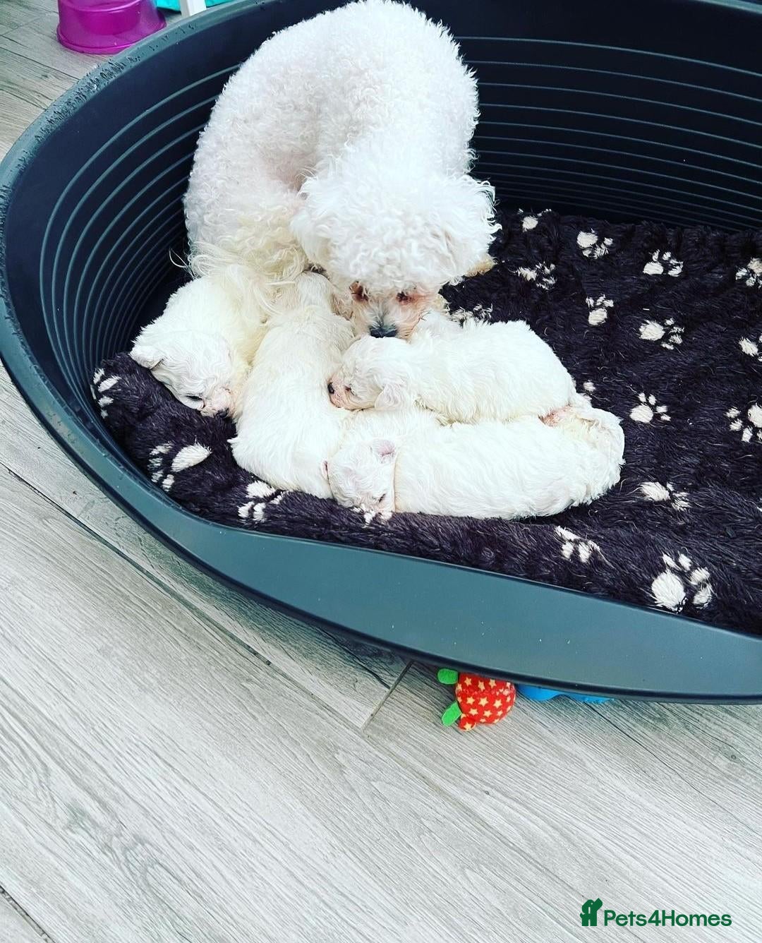 Bichon Frise dogs KC Registered Bichon Frise Champion Lines  - Advert 2