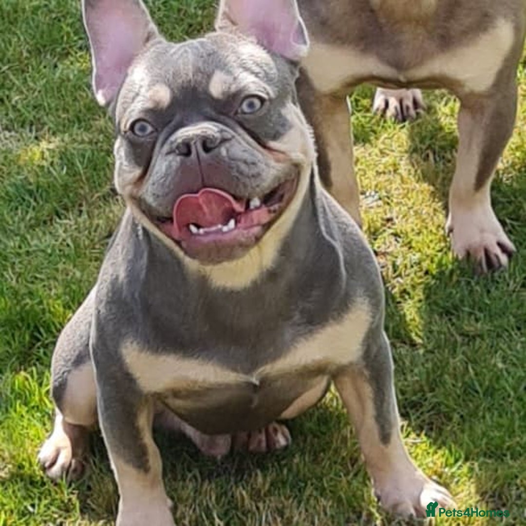 French Bulldog dogs for stud: Top Quality Stud RAMSGATE 🎯🎯 KC registered💣💣  in Ramsgate - Advert 7