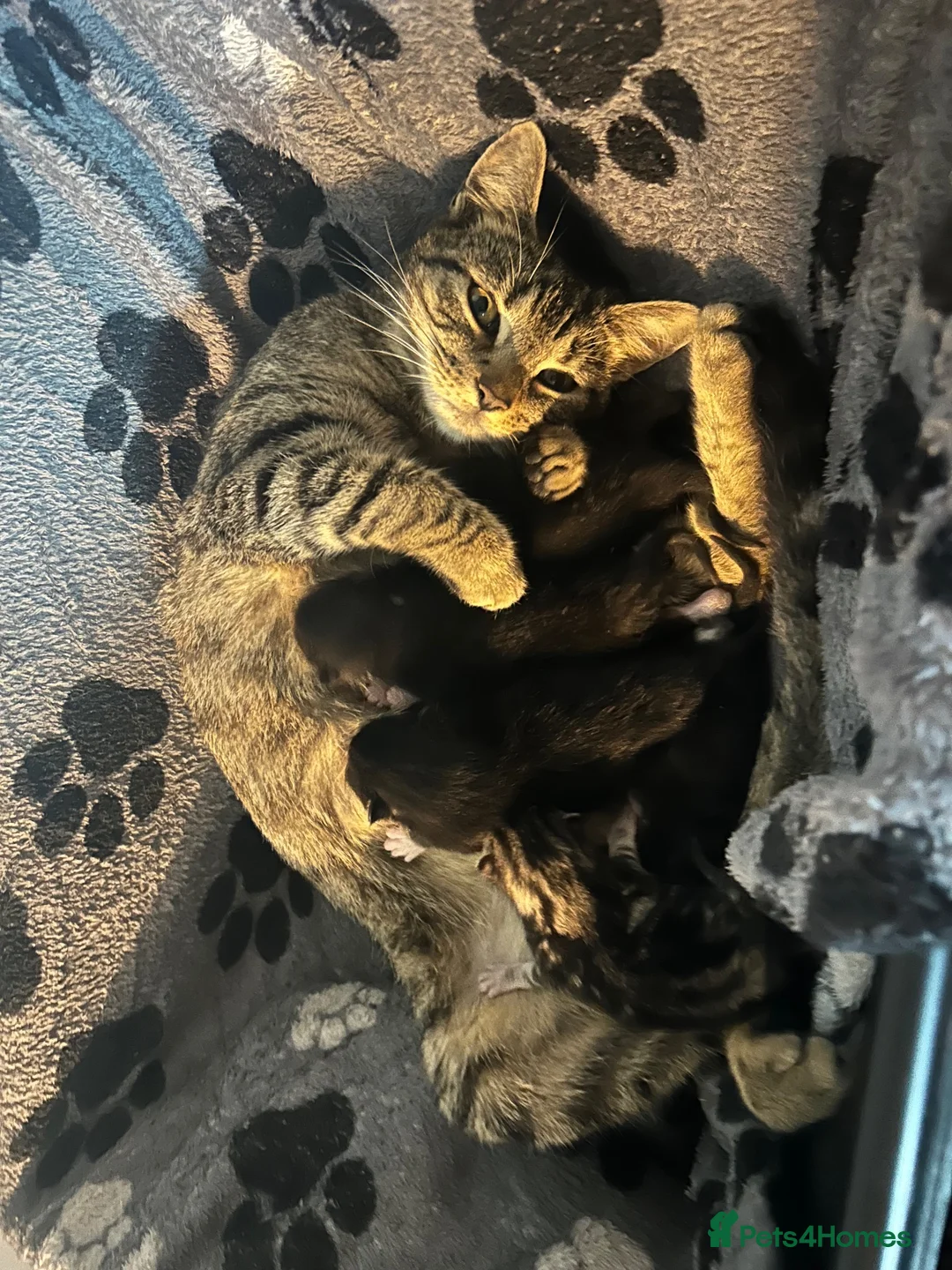 Mixed Breed cats for sale: 2 lovely boy kittens available now - Advert 2