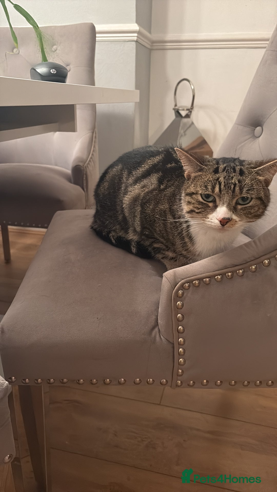 Mixed Breed cats for sale: Loving cats needs a new home - Advert 6