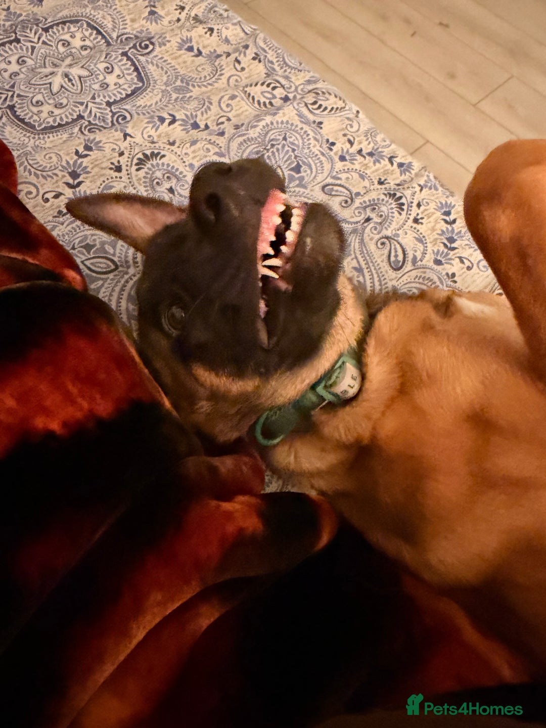 Belgian Shepherd Dog dogs for sale: 4-Month-Old Female Belgian Malinois  - Advert 5