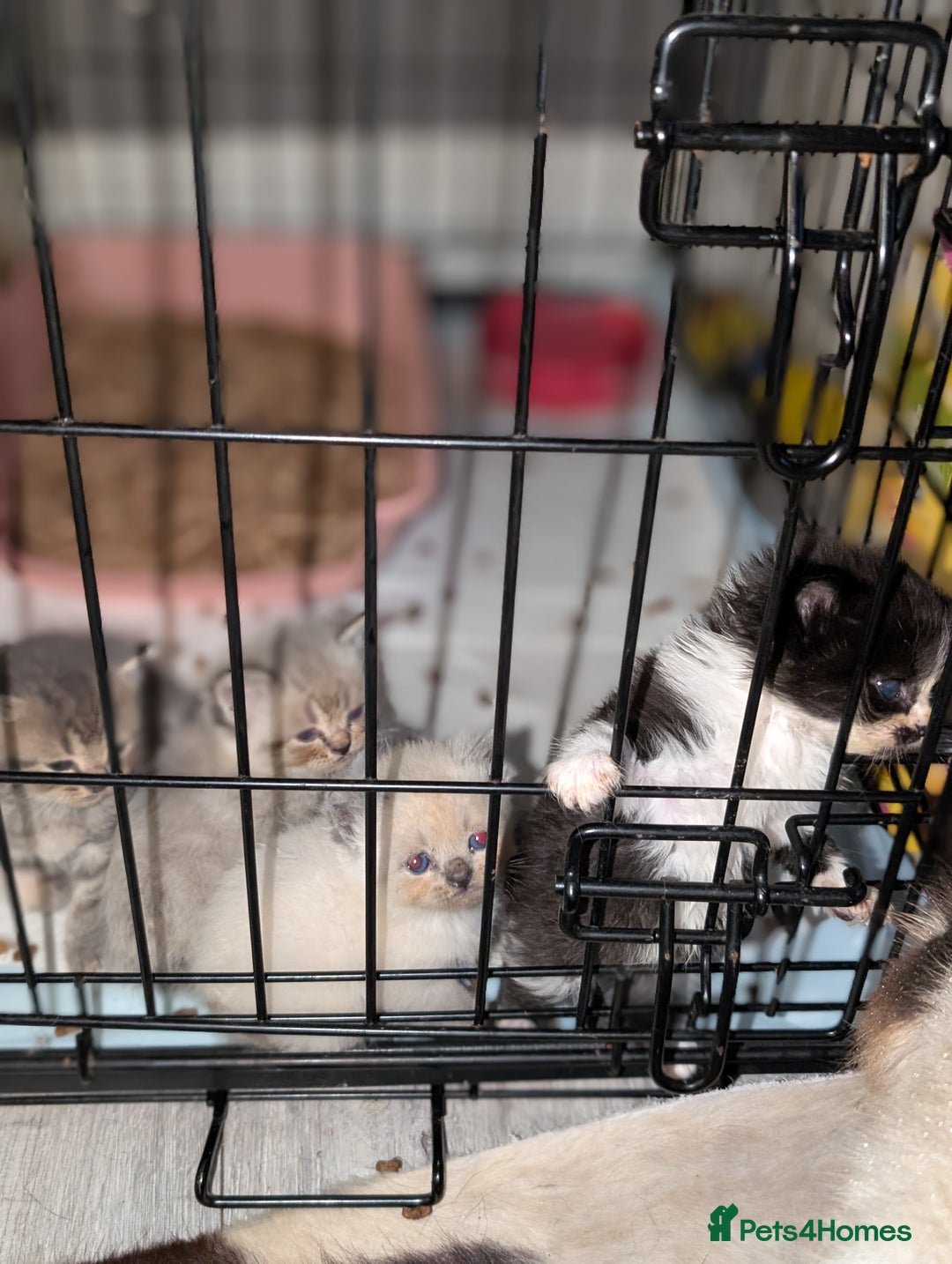 Persian cats for sale: Persian cross - Image 11