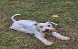 Miniature Schnauzer dogs for sale: Miniature Schnauzer Puppies - Image 2