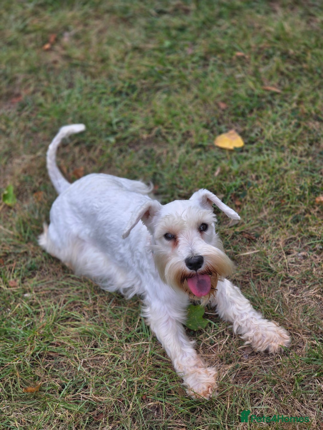 Miniature Schnauzer dogs for sale: Miniature Schnauzer Puppies - Image 2