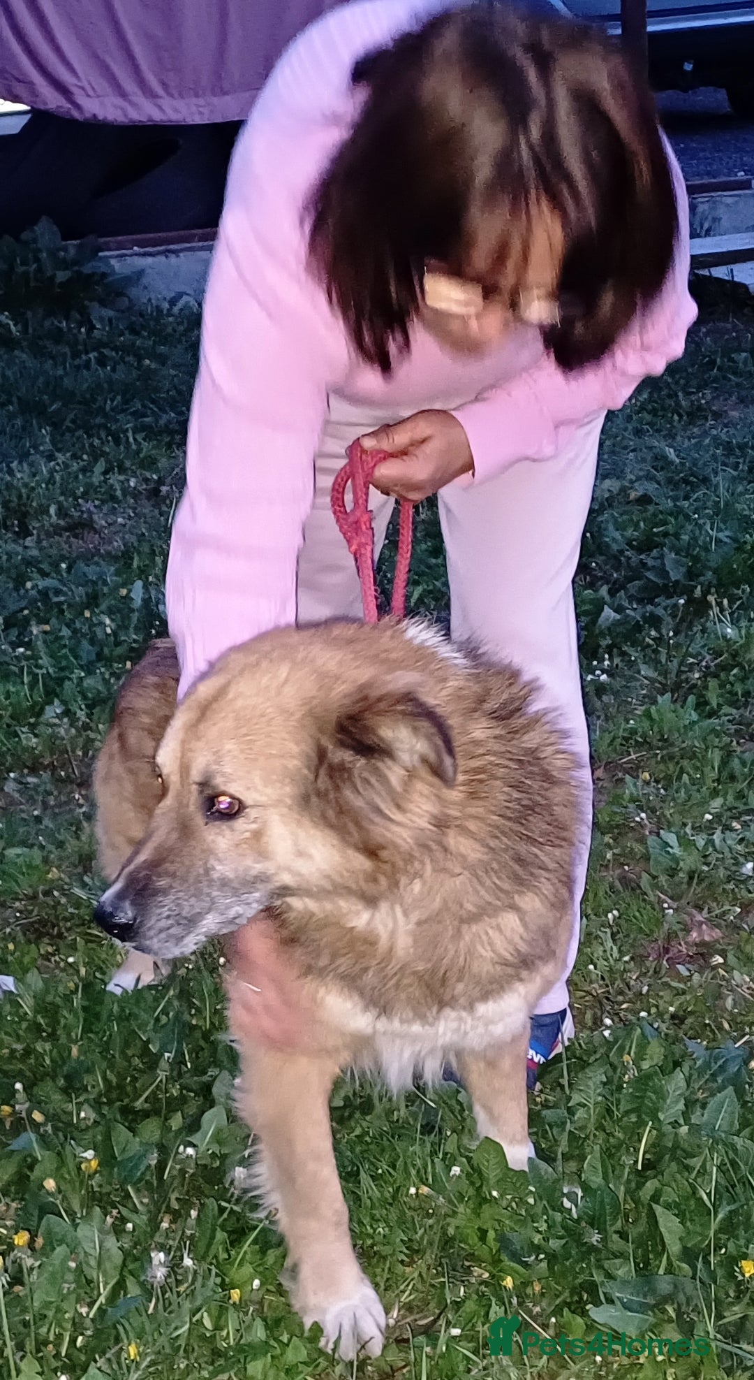 Mixed Breed dogs for adoption: BENNY - a loyal and gentle boy for a Loving Home - Image 3