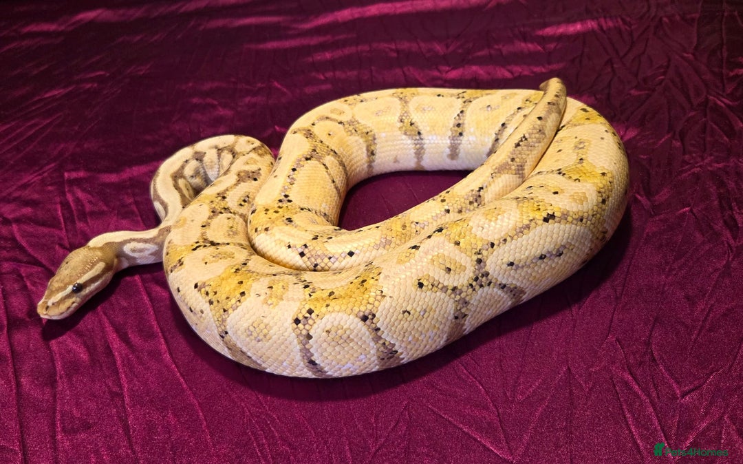 Python Snake reptiles for sale: Banana Adult Male Ball Python - Advert 2
