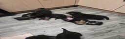 German Shepherd dogs for sale: German shepherd pups  - Advert 2