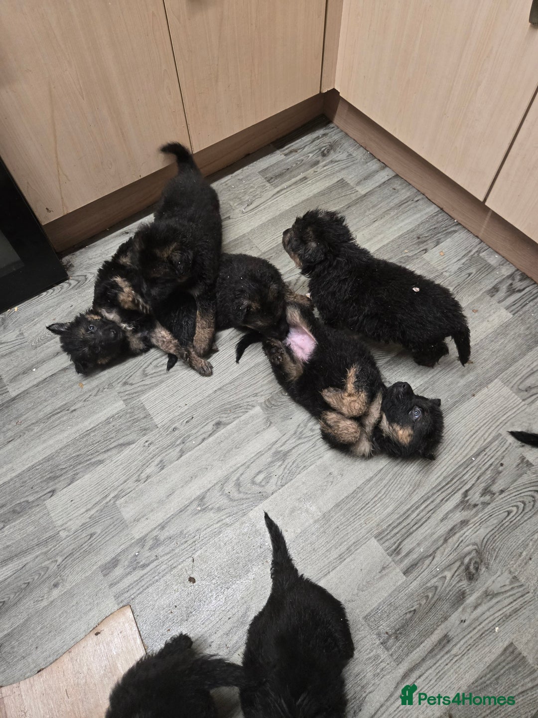 German Shepherd dogs for sale: German shepherd pups  - Advert 2