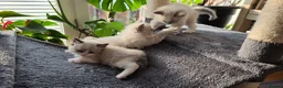 Ragdoll cats for sale: Gorgeous Ragdoll ready to leave 11 July - Advert 6