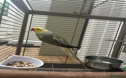Budgerigars birds for sale: Pair of Beautiful Mutated Indian Ringnecks!! - Image 7