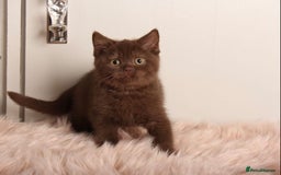 British Shorthair cats for sale: Gorgeous BSH Kittens  - Image 11
