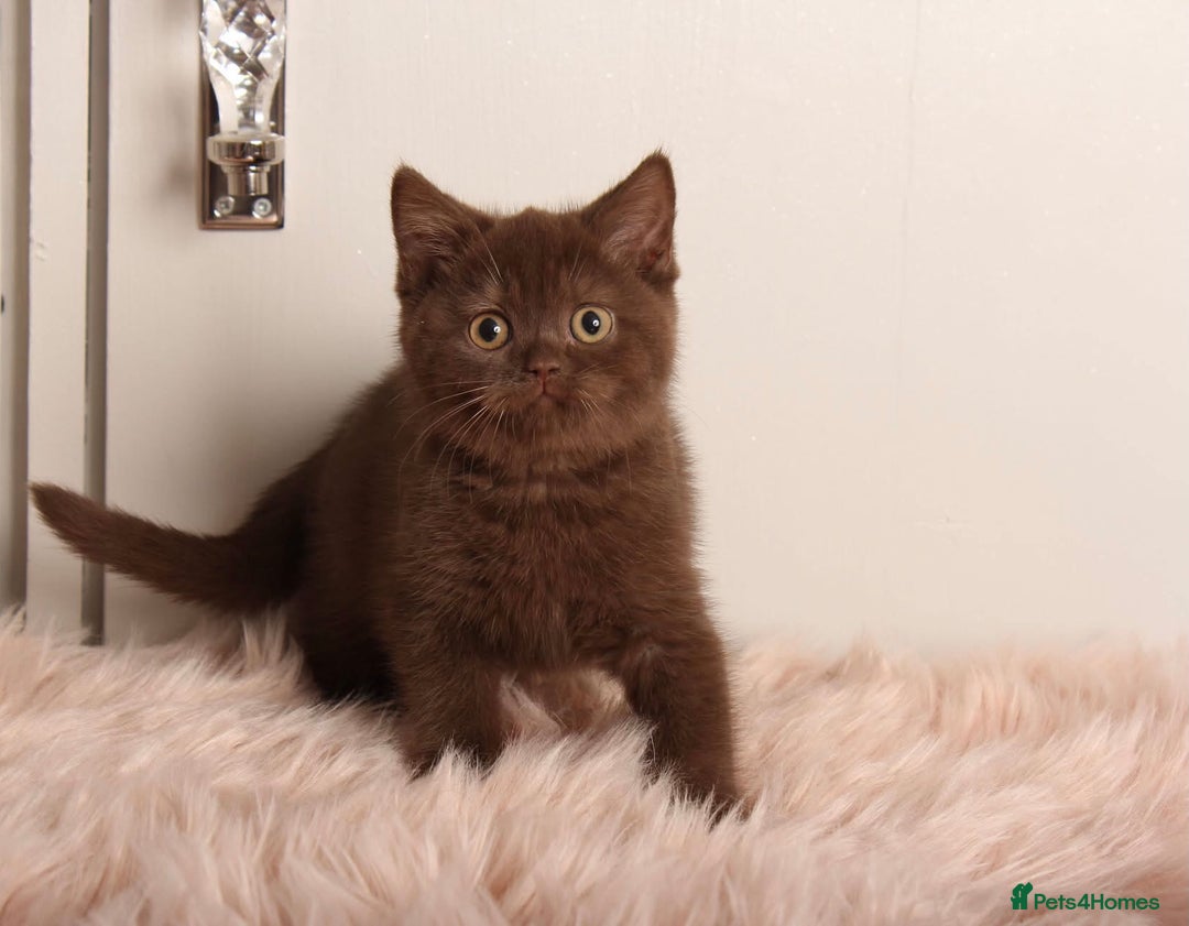 British Shorthair cats for sale: Gorgeous BSH Kittens  - Image 11