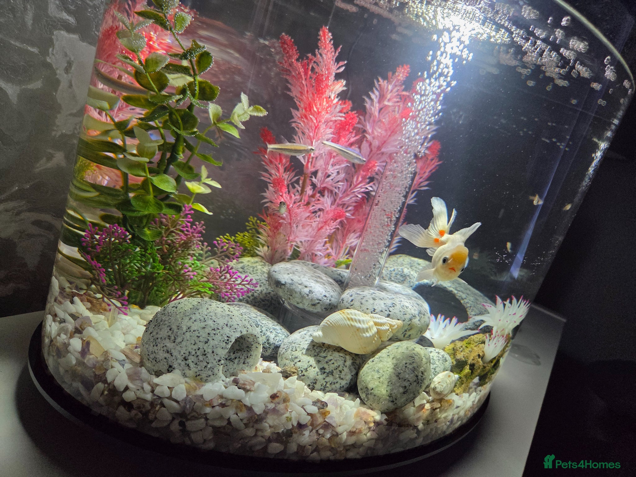 Danios fish Biorb loop 30ltr with accessories  - Advert 3