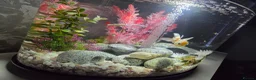 Danios fish for sale: Biorb loop 30ltr with accessories  in Sheffield - Advert 1