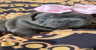 Mixed Breed dogs - Advert 8