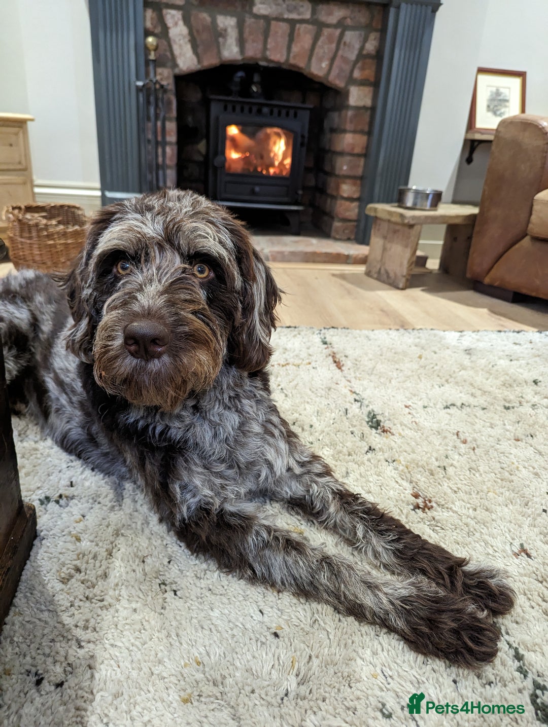 Labradoodle dogs for sale: Meet Elton – Our Beautiful Labradoodle  - Image 2