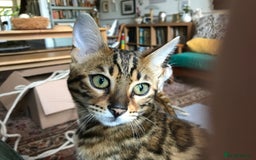 Bengal cats for sale: Pair of Bengal kittens for sale - Image 4