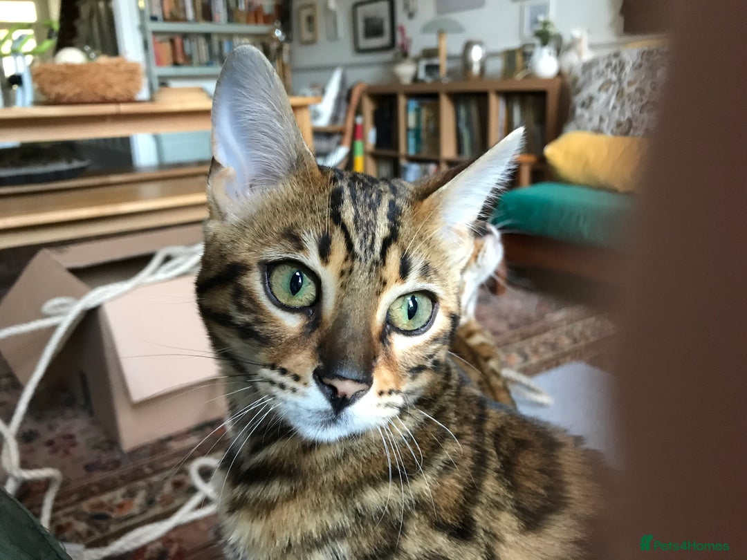 Bengal cats for sale: Pair of Bengal kittens for sale - Image 4