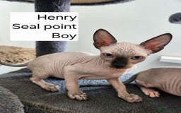 Sphynx cats for sale: REDUCED Ready now qualityTica Canadian kittens - Image 11
