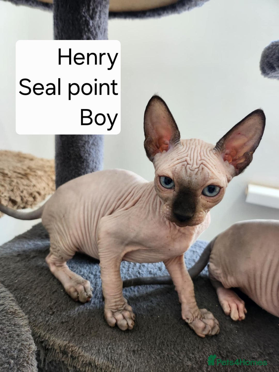 Sphynx cats for sale: REDUCED Ready now qualityTica Canadian kittens - Image 11