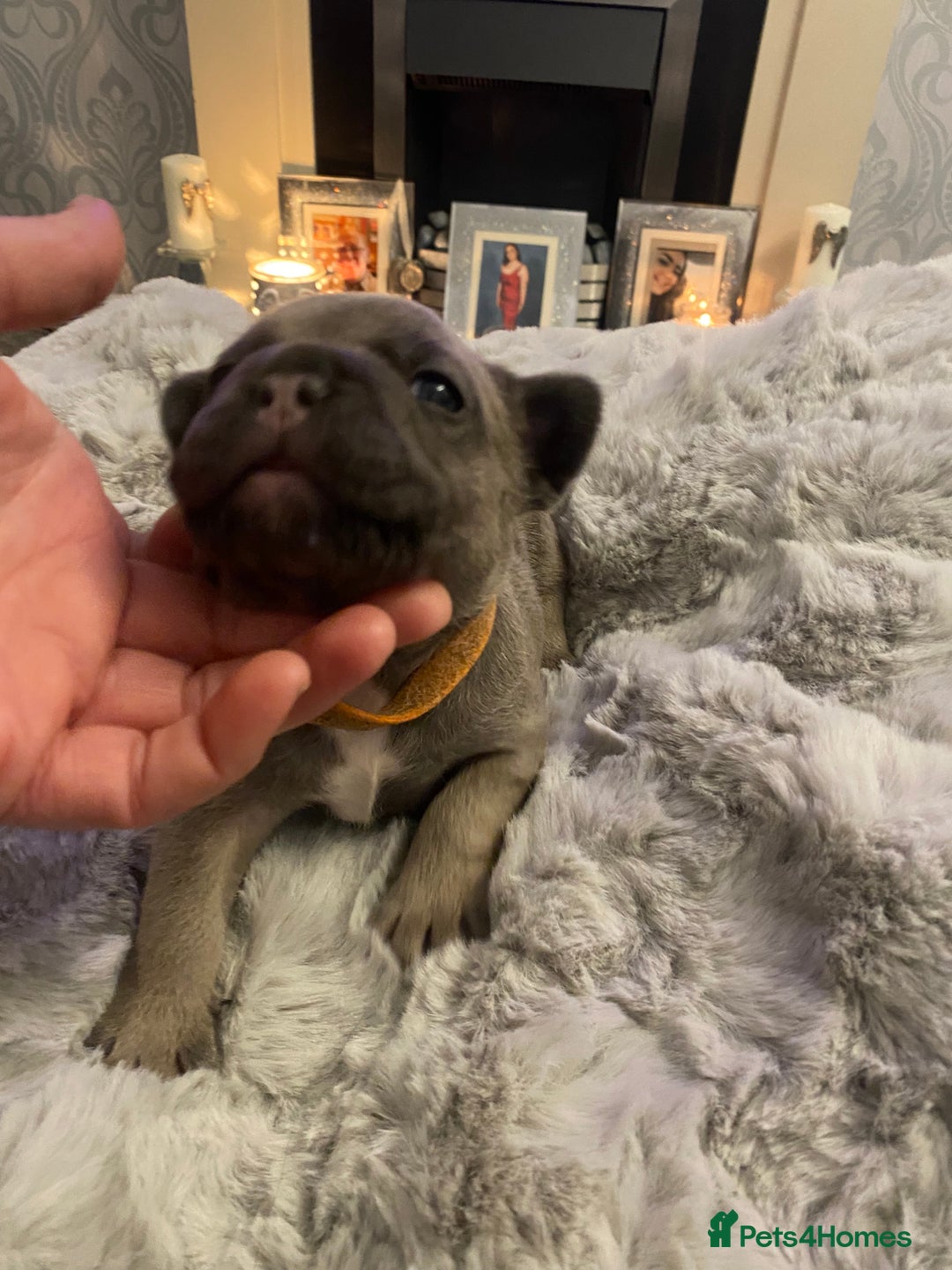French Bulldog dogs for sale: Stunning chunky French bulldog pups  - Advert 3