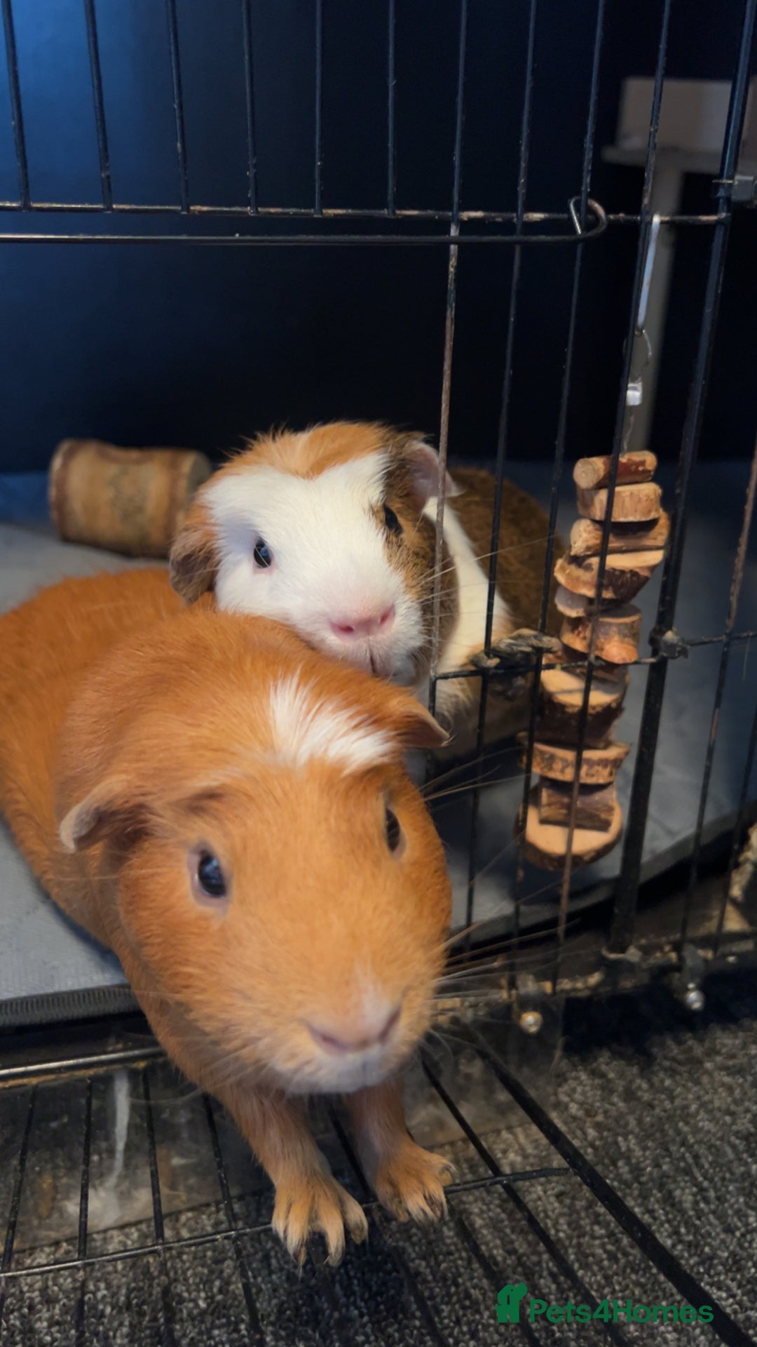 Guinea Pig rodents for sale: 2 male guinea pigs - Image 4
