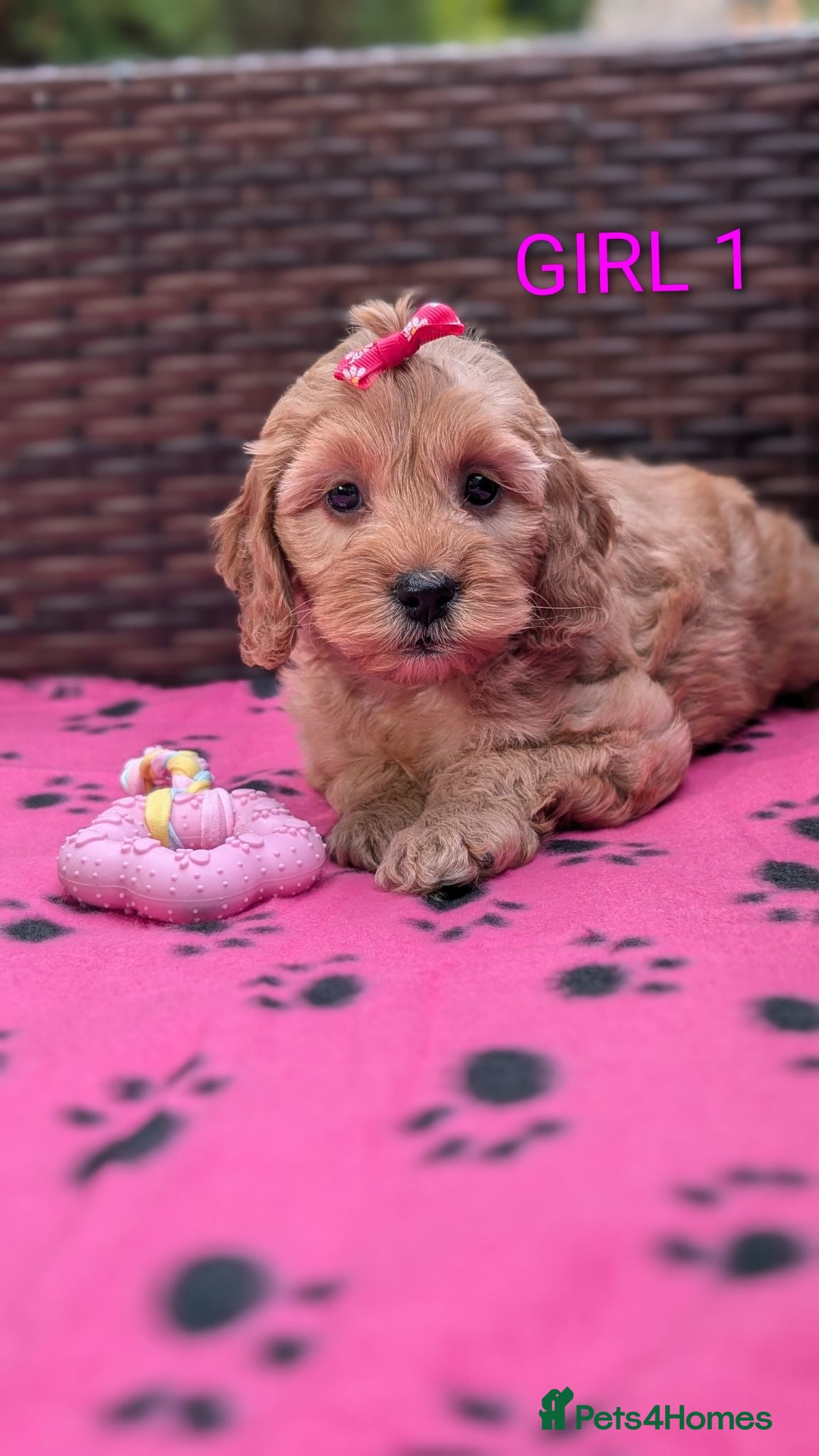 Cockapoo dogs DNA Clear F1 Red Toy Cockapoo Puppies  - Advert 1