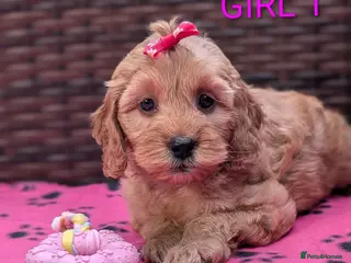 Cockapoo dogs DNA Clear F1 Red Toy Cockapoo Puppies - Advert 1