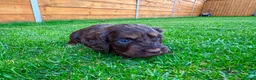 Cockapoo dogs for sale: Cockapoo Babies 🐾🐾🐾 - Advert 16