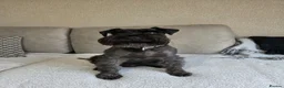 Miniature Schnauzer dogs for sale: All black miniature Schnauzers in Bridgwater - Advert 5