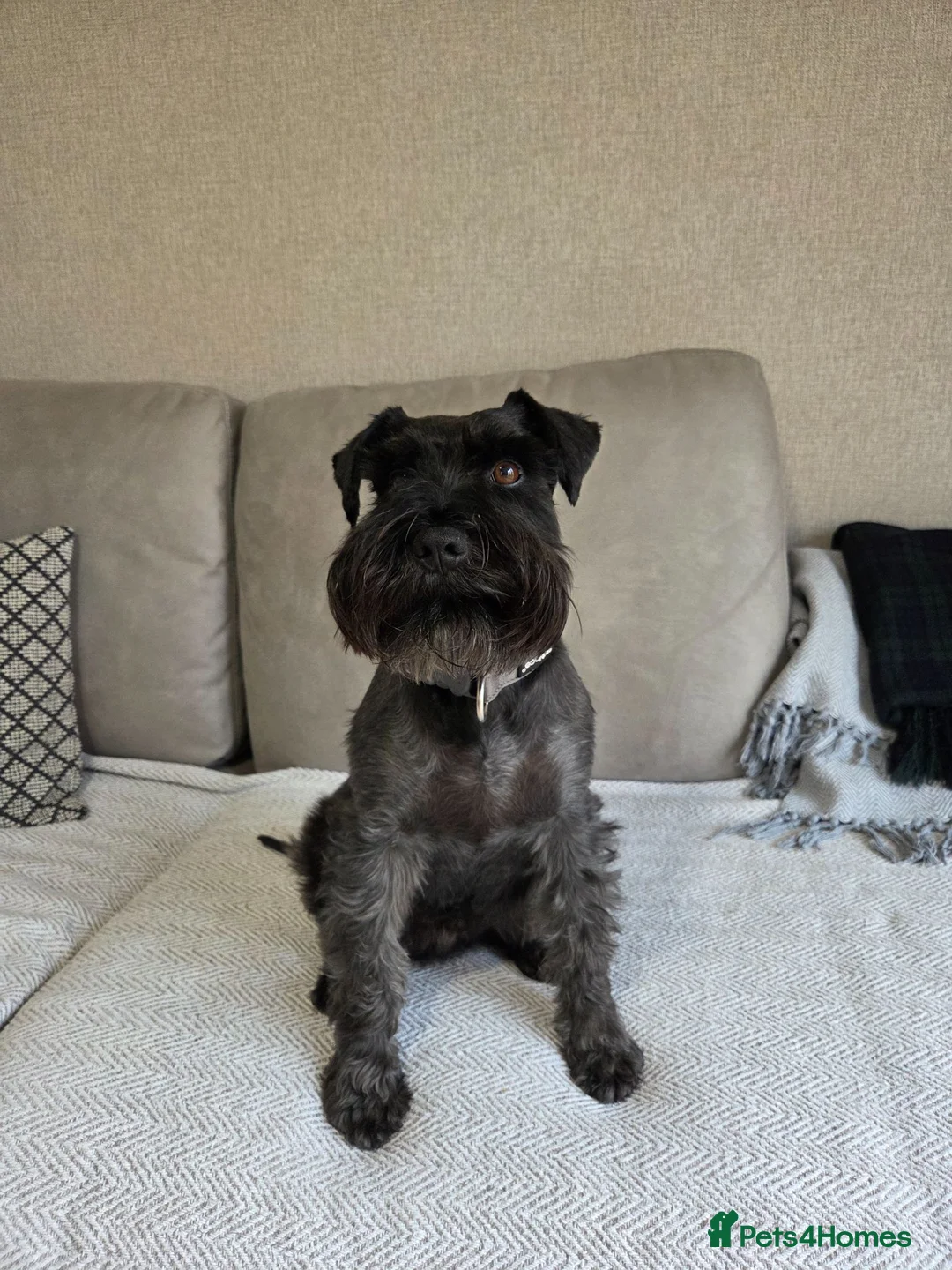 Miniature Schnauzer dogs for sale: All black miniature Schnauzers in Bridgwater - Advert 5