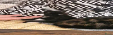 Kitten 2