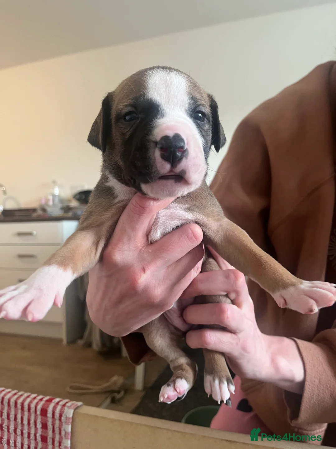 Mixed Breed dogs for sale: blue staff cross american bulldog  - Advert 11