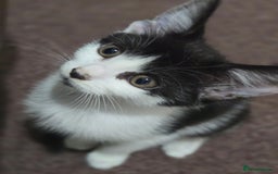 Mixed Breed cats for sale: 2 Kitties for the price of 1! With ****** tower! - Image 7