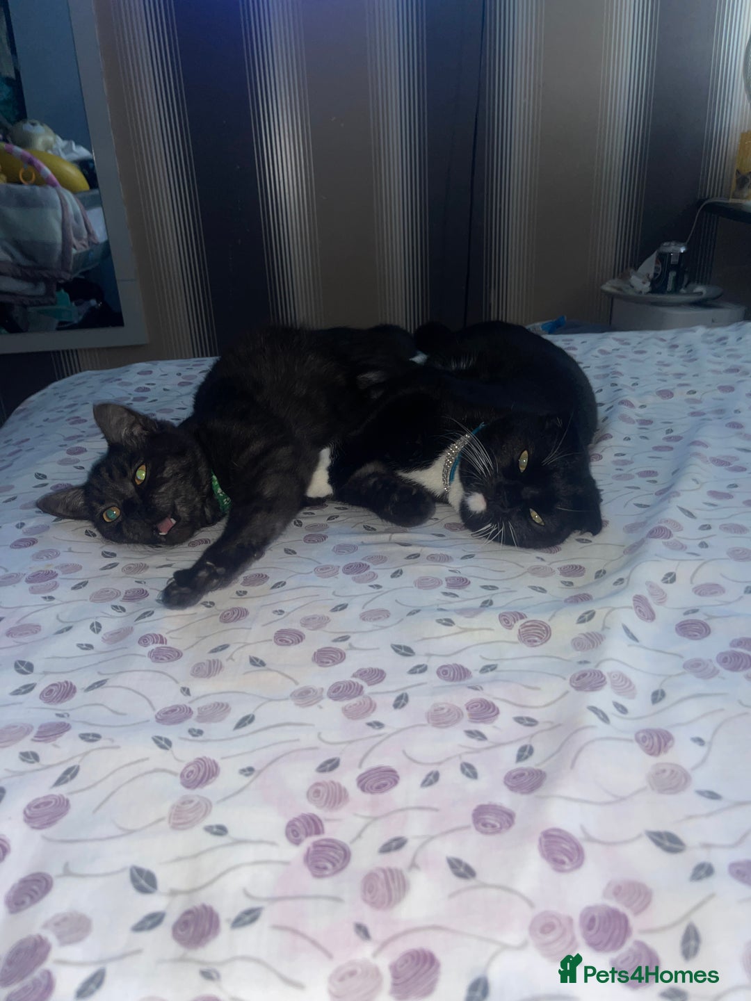 British Shorthair cats for sale: Negotiable British Shorthair  - Image 7