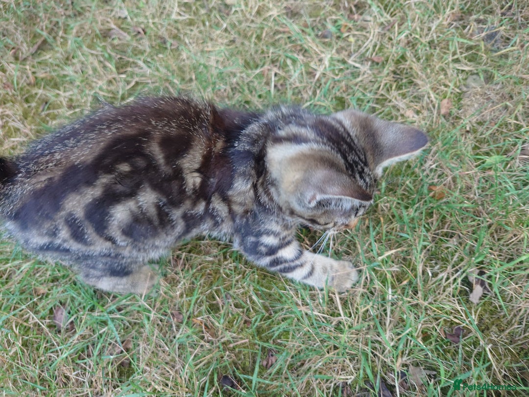 Mixed Breed cats for sale: 3 female kittens - Image 4