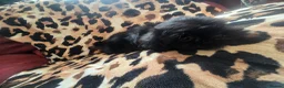Shih Tzu dogs for sale: 4 shit tzu puppy's  - Advert 12