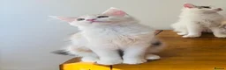 Maine Coon cats for sale: Pure bred Maine coon Kittens  - Advert 3