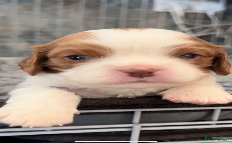 Cavalier King Charles Spaniel dogs Chocolate Kc reg cavalier King Charles - Advert 2