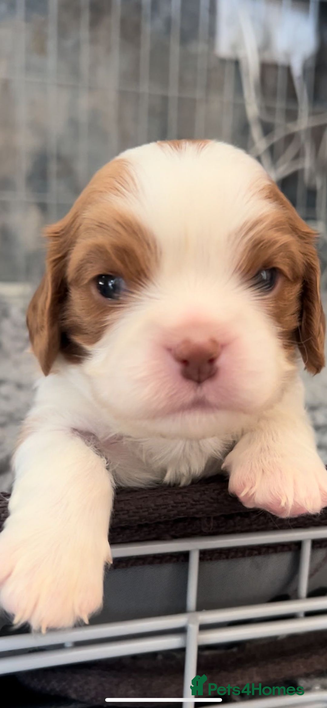 Cavalier King Charles Spaniel dogs for sale: Chocolate Kc reg cavalier King Charles - Advert 5