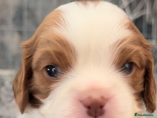 Cavalier King Charles Spaniel dogs Chocolate Kc reg cavalier King Charles - Advert 14