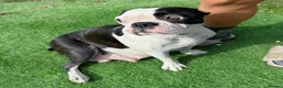 Boston Terrier dogs for sale: 5 KC Boston Terriers  - Advert 3
