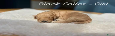 Black Collar - Female 
