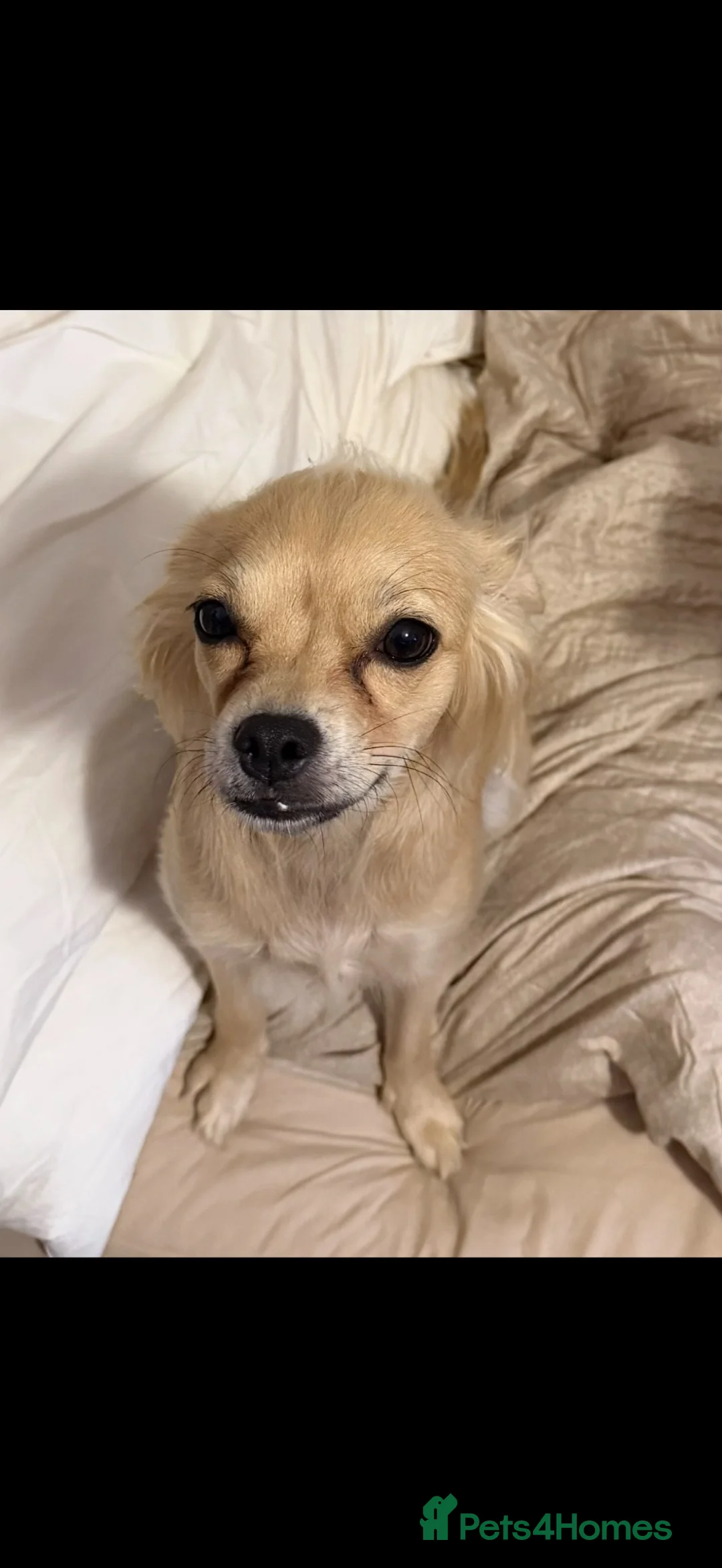 Pomchi dogs for sale: 1 girl puppy  - Advert 5
