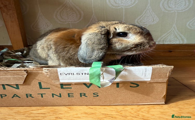 Dwarf Lop rabbits - Advert 2