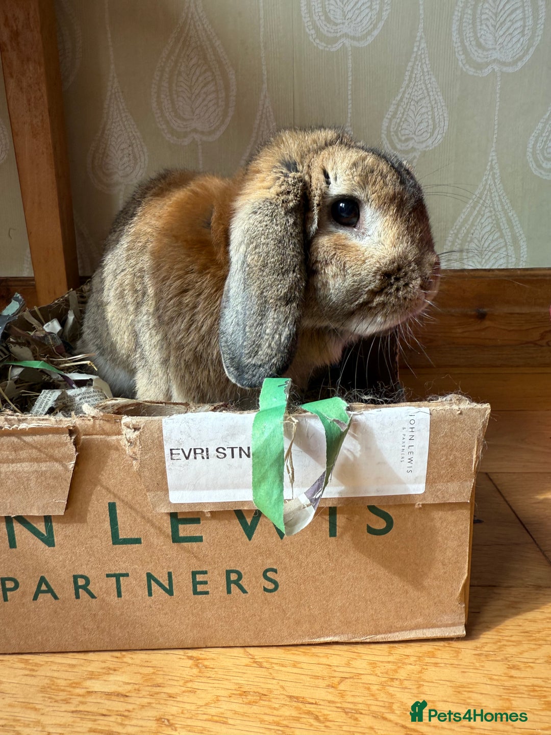 Dwarf Lop rabbits for sale: Rabbit to go to a good home - Image 1