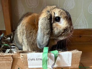Dwarf Lop rabbits - Advert 19
