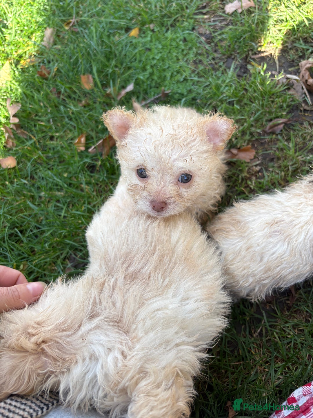 Poochon dogs for sale: READY FOR HER NEW PAW PACK  - Advert 2